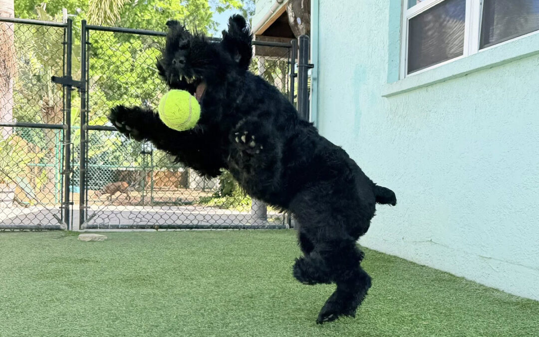 When Your Dog’s Energy Turns Into Problem Behavior