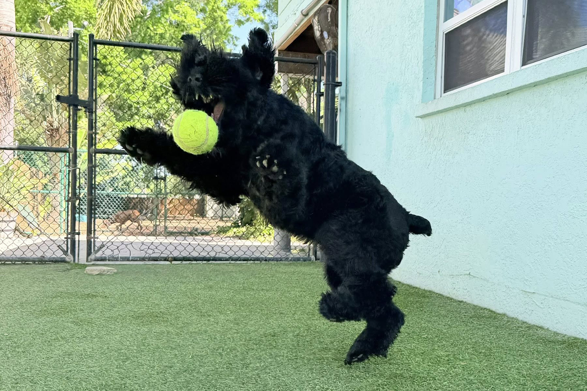 Dog&rsquo;s Energy Turns Into Problem Behavior