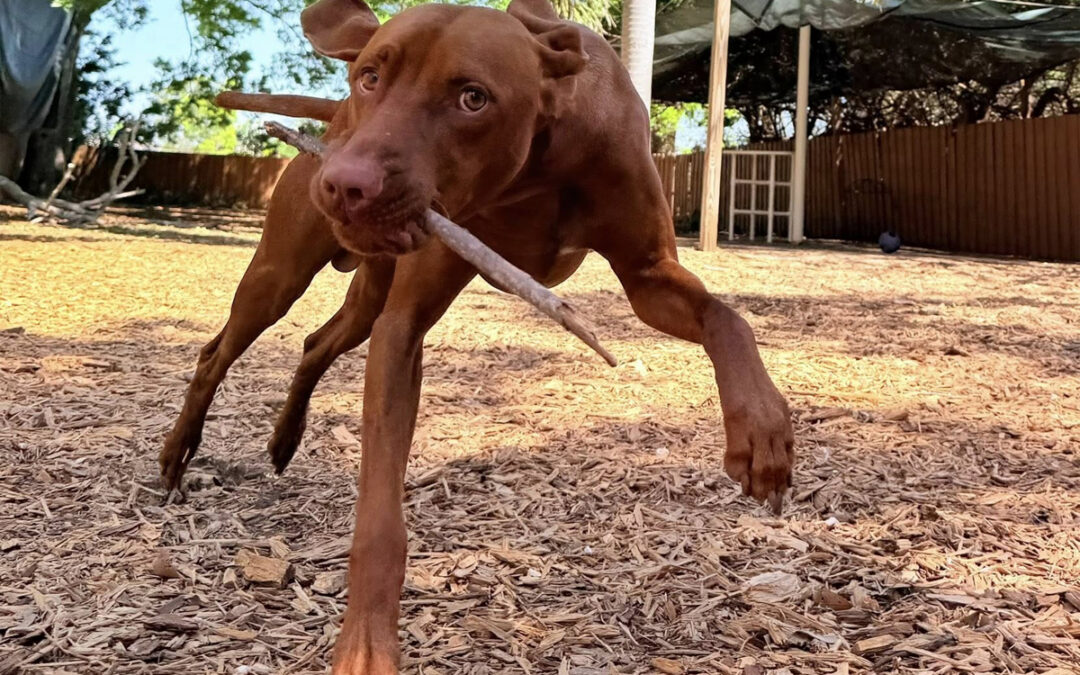 Dogs Escalate From Excitement to Chaos