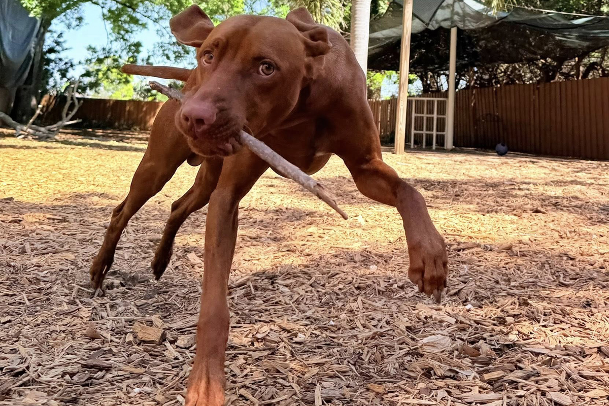 Dogs Escalate From Excitement to Chaos