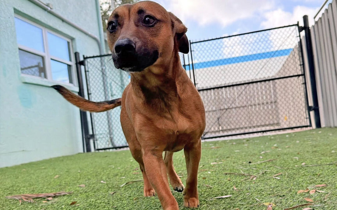 Why Some Dogs Improve Faster Away From Home
