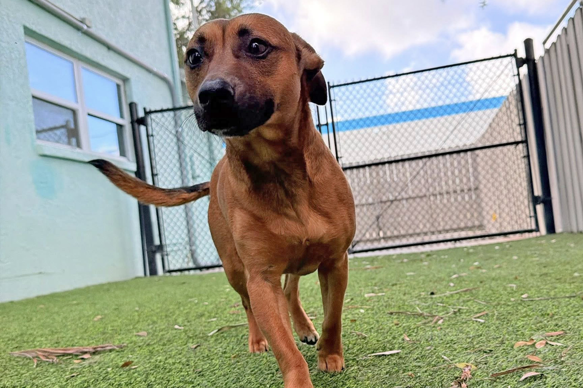 Dogs Improve Faster Away From Home