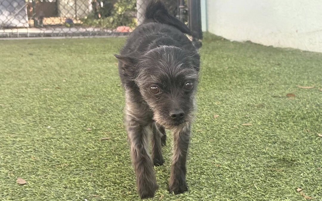 Dogs Need a Reset to Move Forward
