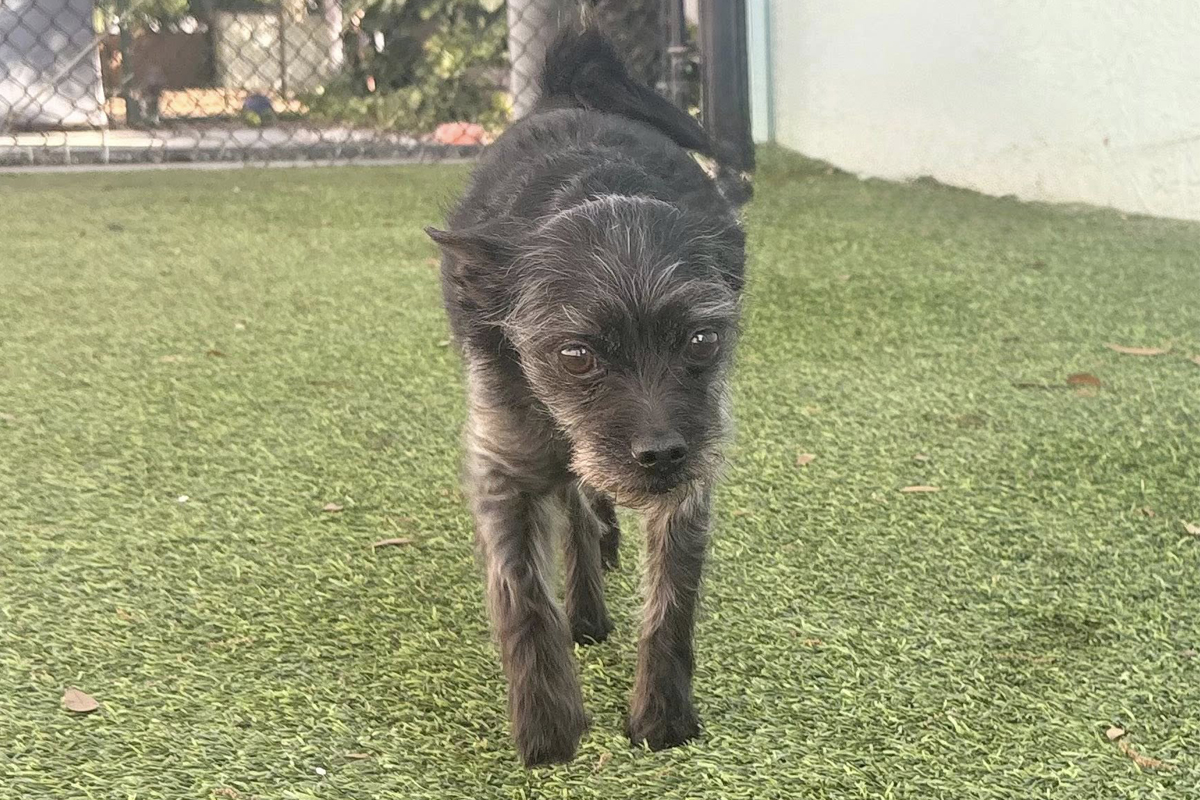 Dogs Need a Reset to Move Forward