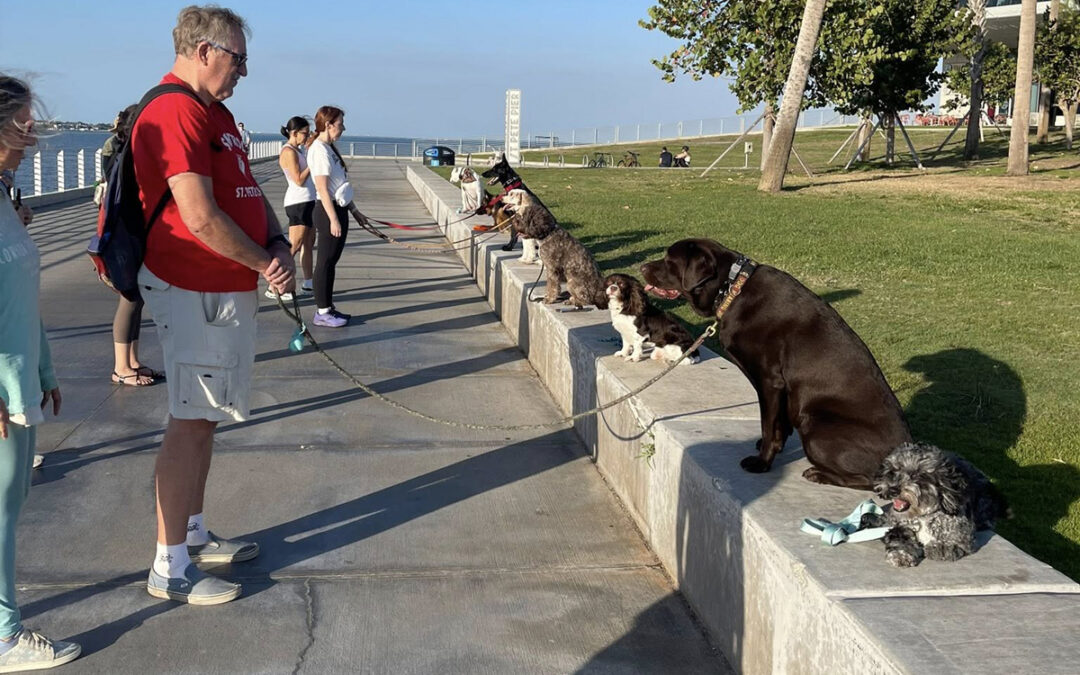 Fix Leash Pulling