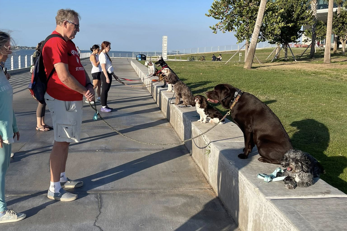 Fix Leash Pulling