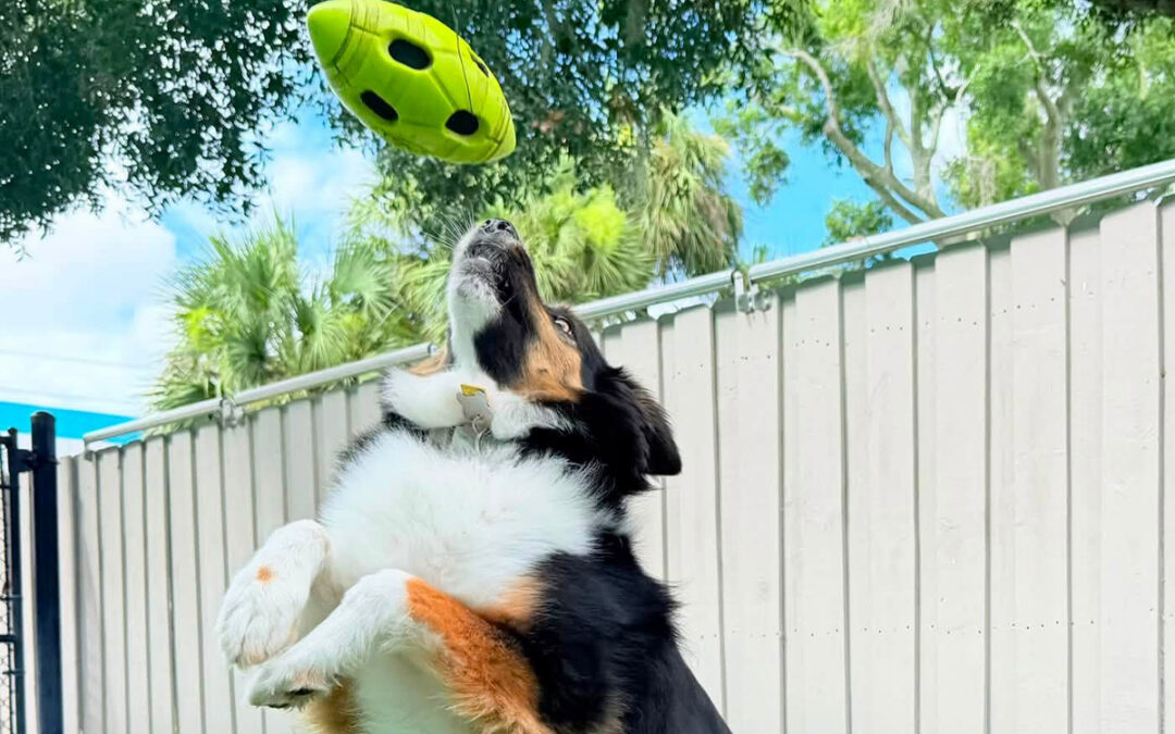 The Hidden Frustration of Inconsistent Dog Behavior