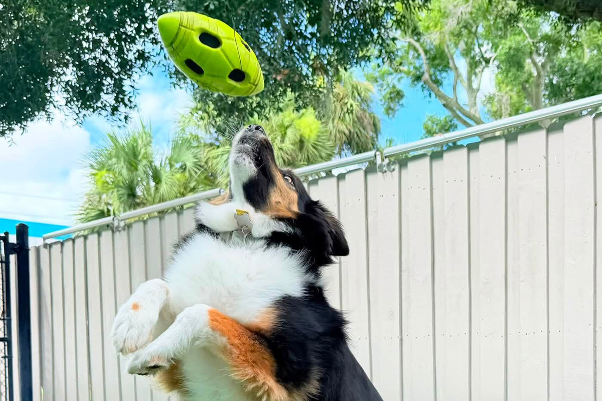 The Hidden Frustration of Inconsistent Dog Behavior