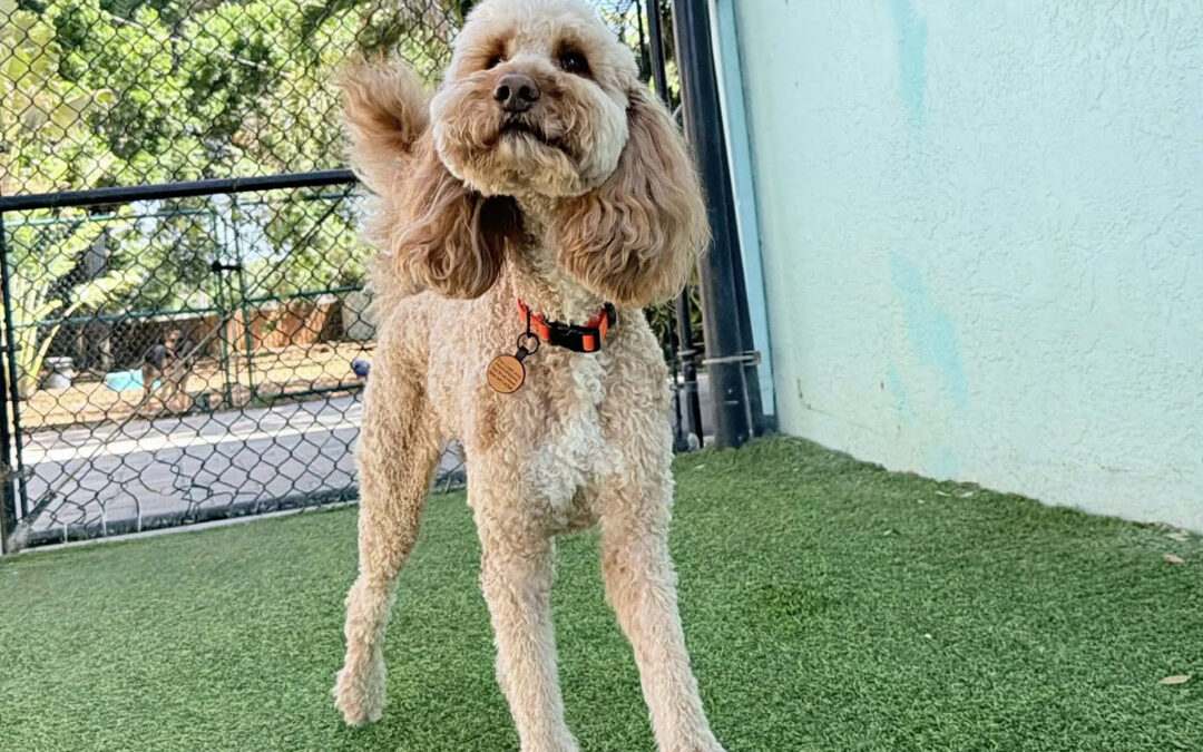 Household Chaos Increases Dog Behavior Issues