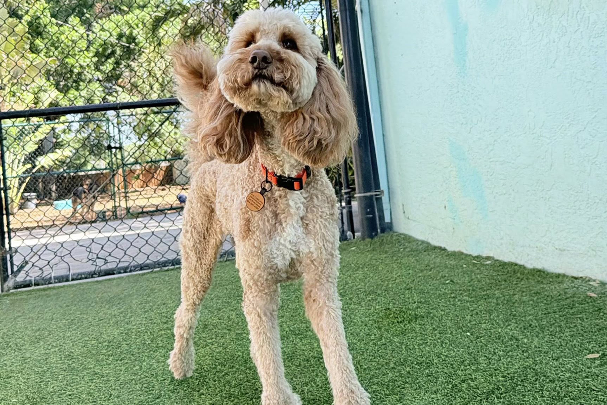 Household Chaos Increases Dog Behavior Issues