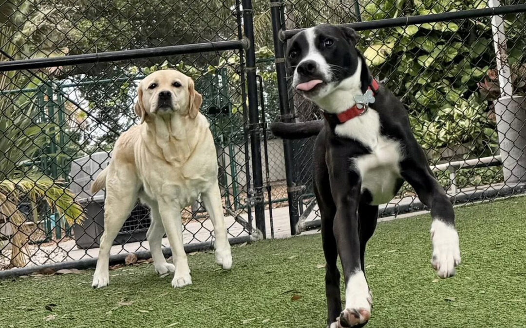 How Consistent Reinforcement Builds Reliable Dogs