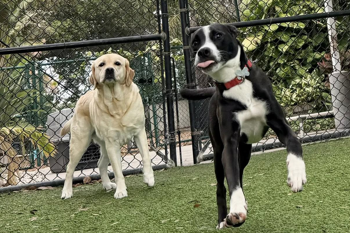 How Consistent Reinforcement Builds Reliable Dogs