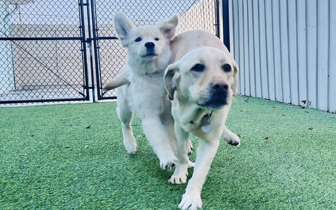 Puppies Grow Without Structure