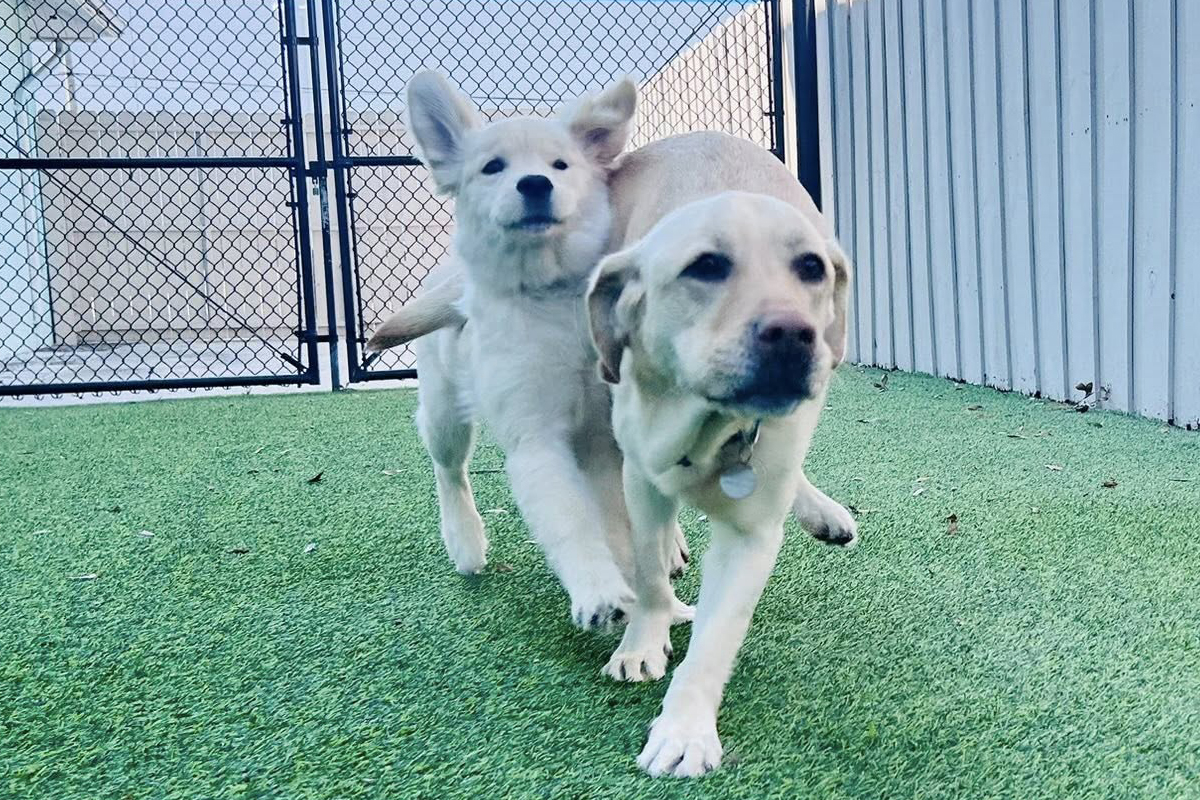 Puppies Grow Without Structure