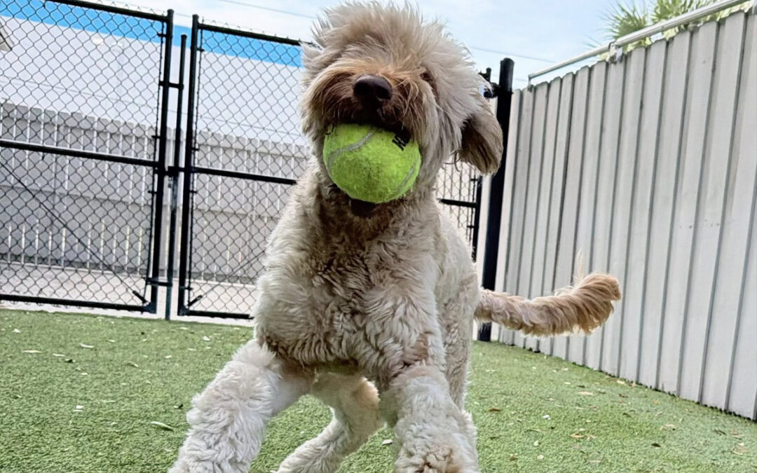 Structure Matters More as Dogs Get Older