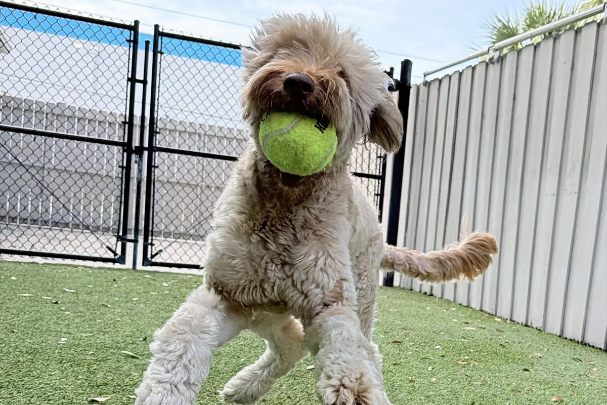 Structure Matters More as Dogs Get Older