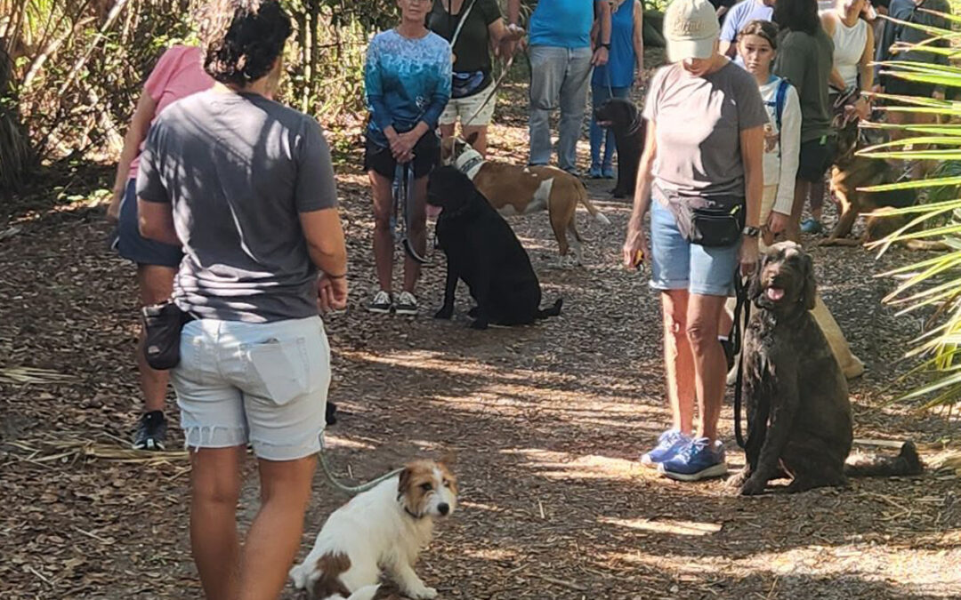 Teaching Your Dog to Settle