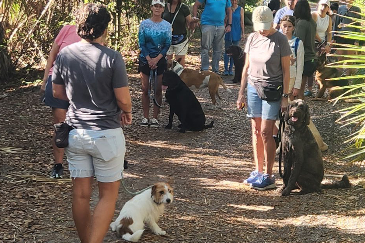 Teaching Your Dog to Settle