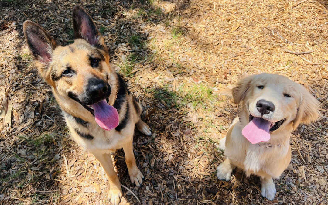 Train Your Dog to Ignore Other Dogs