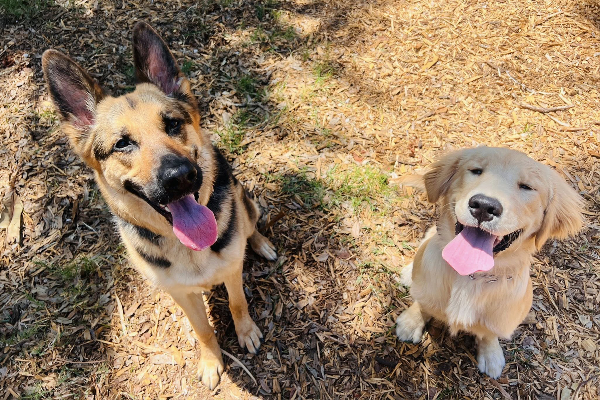 Train Your Dog to Ignore Other Dogs
