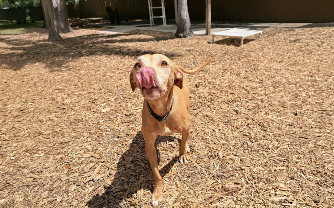 Young Dogs Begin Testing Boundaries