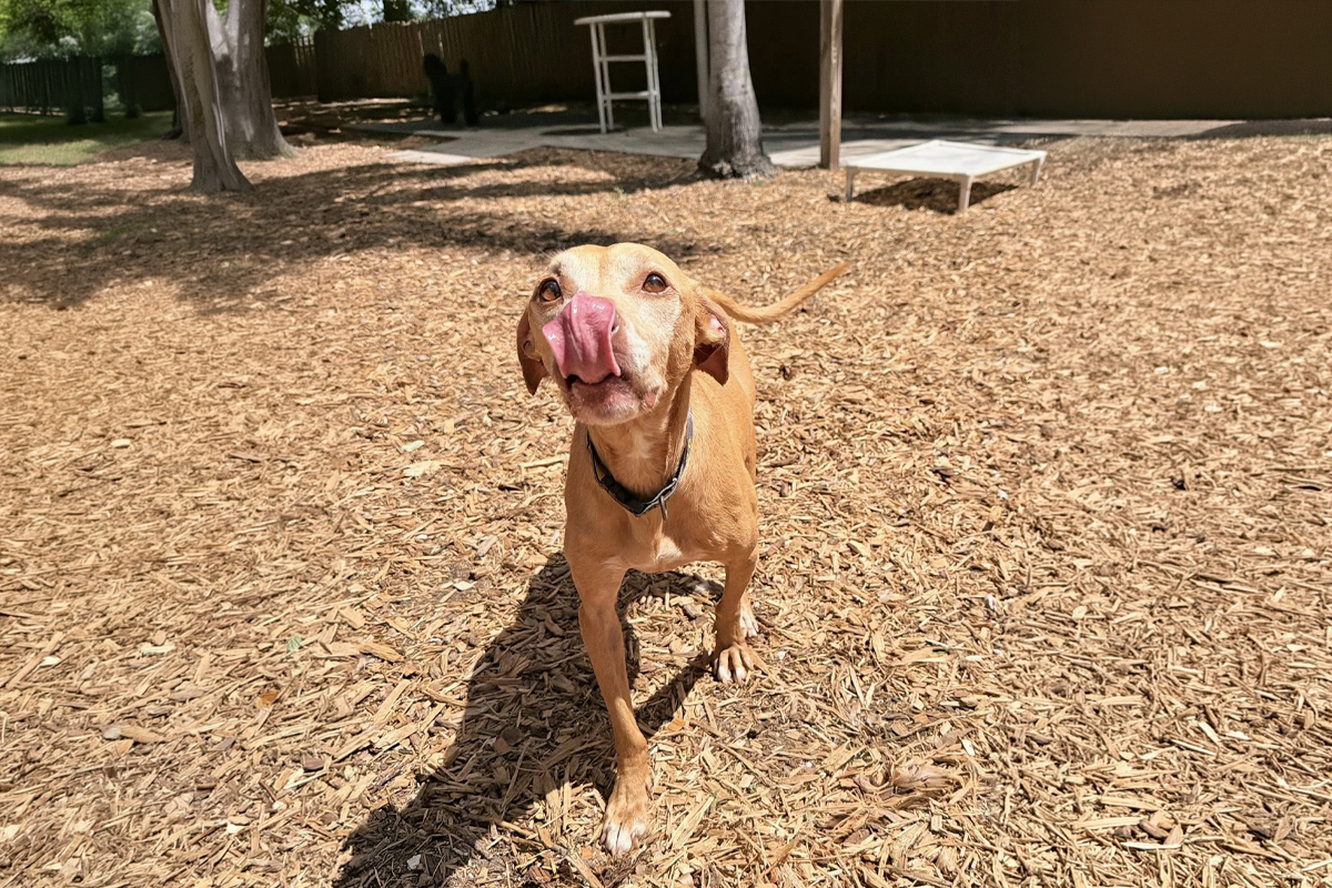 Young Dogs Begin Testing Boundaries