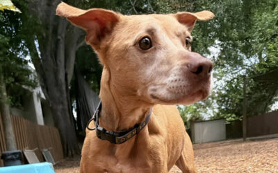 How to Avoid Holiday Stress With a Dog Who Can Actually Settle