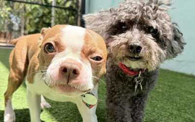 How Board-and-Train Helps Dogs Handle Outdoor Distractions Better