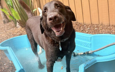 How Board-and-Train Can Help Dogs Handle Storm Season More Calmly