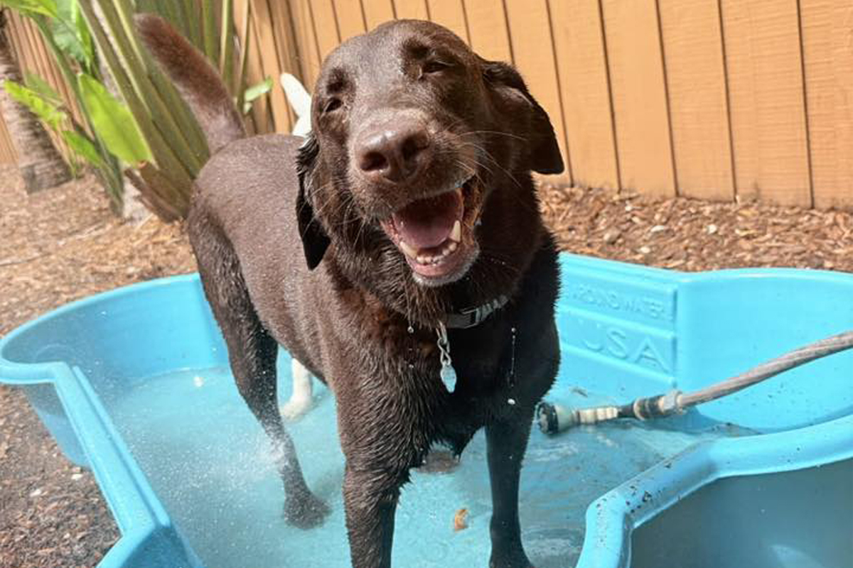 Help Dogs Handle Storm Season