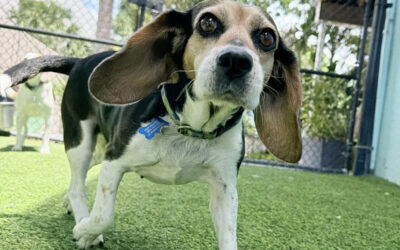 How Board-and-Train Helps Dogs Get Ready for Summer Activity
