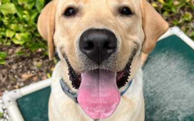 How Board-and-Train Helps Dogs Prepare for Holiday Travel and Guests