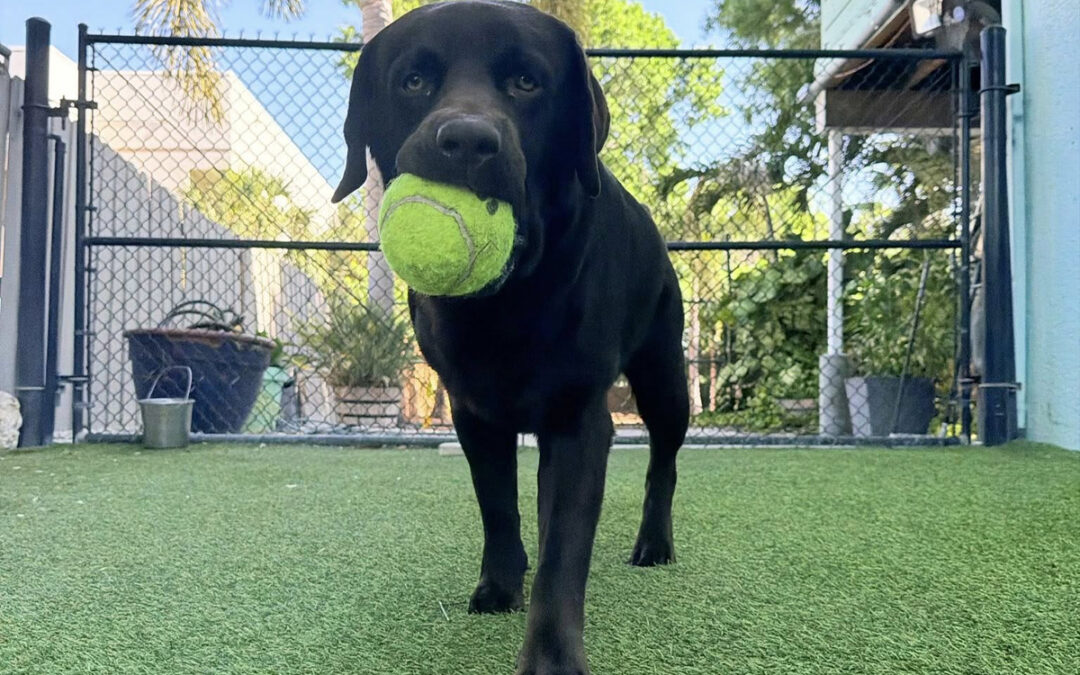 How Board-and-Train Helps Dogs Adjust