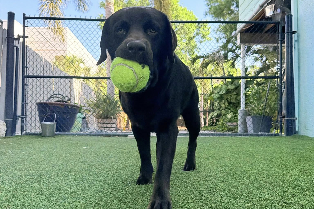 How Board-and-Train Helps Dogs Adjust
