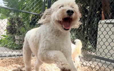How Board-and-Train Can Improve Dog Behavior Before Summer Road Trips