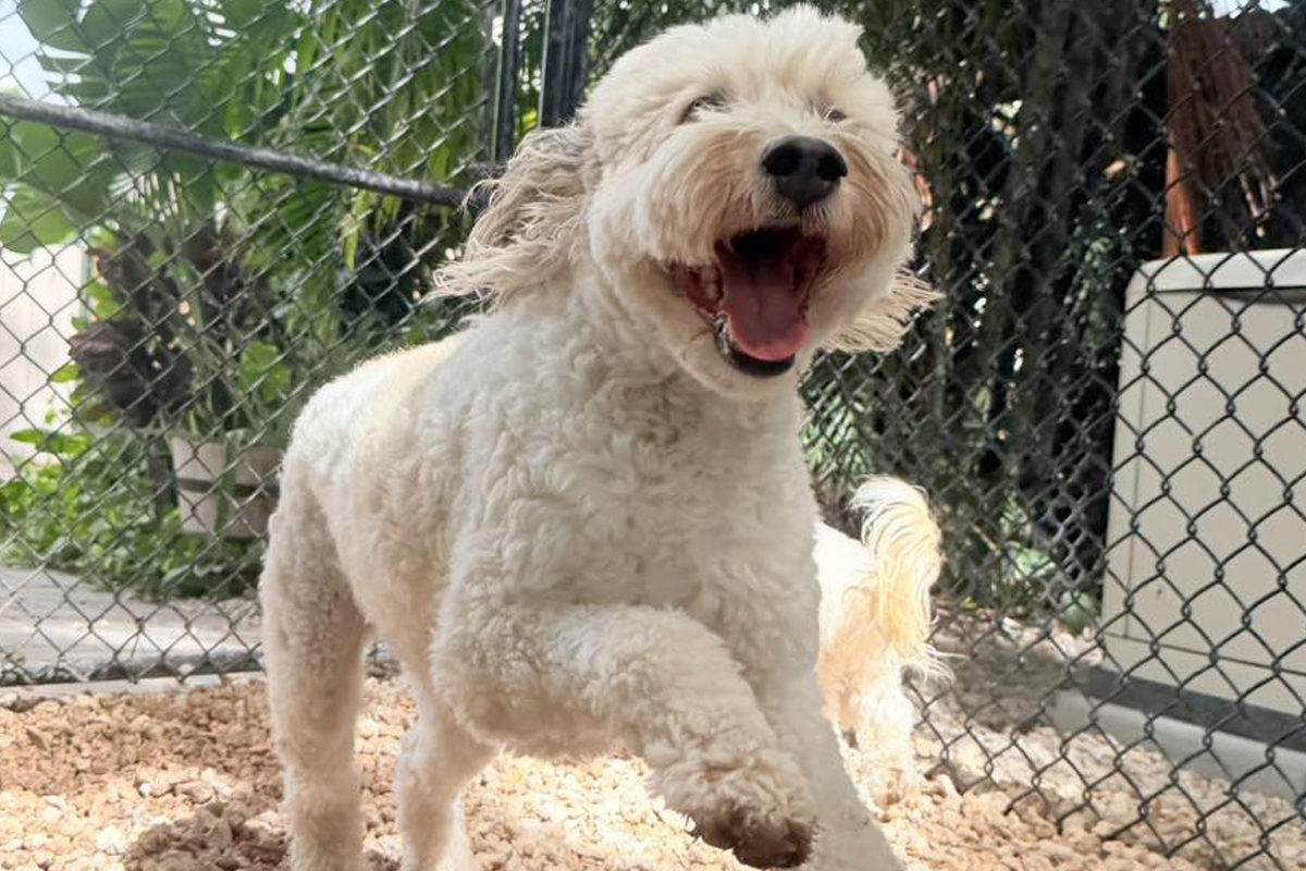 Board-and-Train Can Improve Dog Behavio