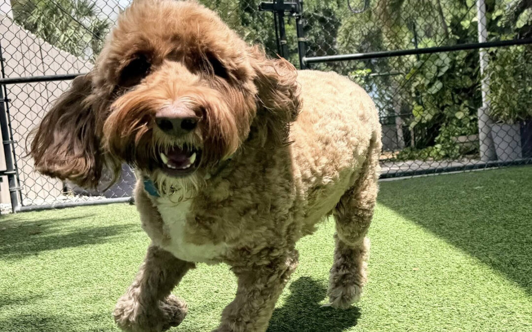 Board-and-Train Benefits for Dogs