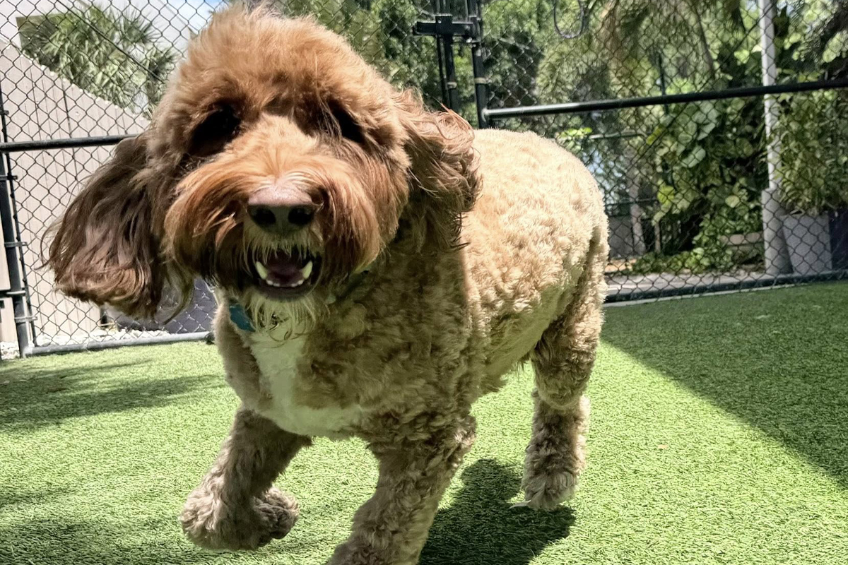 Board-and-Train Benefits for Dogs