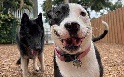 Helping Your Dog Stay Calm Around Summer Visitors and Houseguests