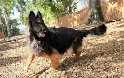 Why Dogs Often Regress When Kids Go Back to School