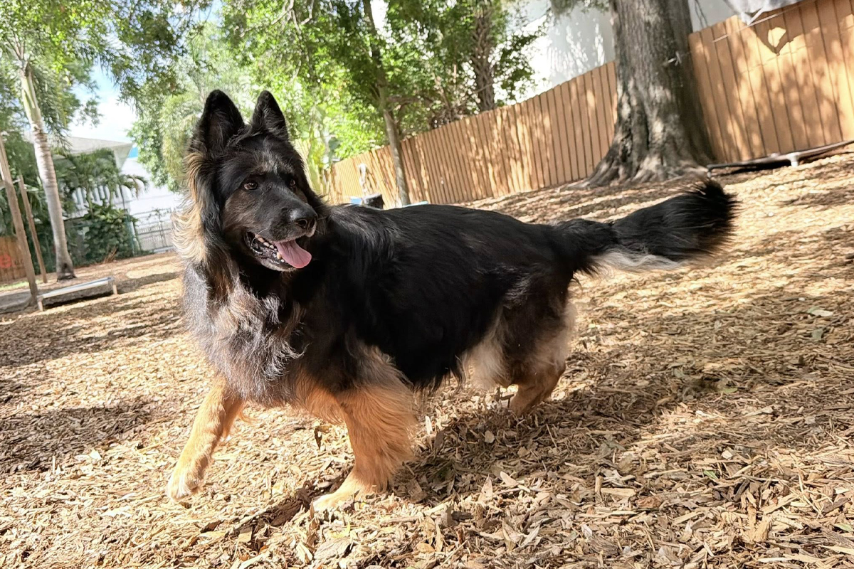 Why Dogs Often Regress When Kids Go Back to School