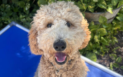 Getting Your Dog Ready for a Busier Summer With Board-and-Train