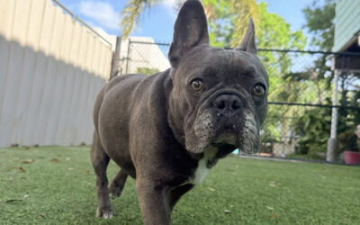 Why the Holiday Season Exposes Weaknesses in Dog Behavior Fast