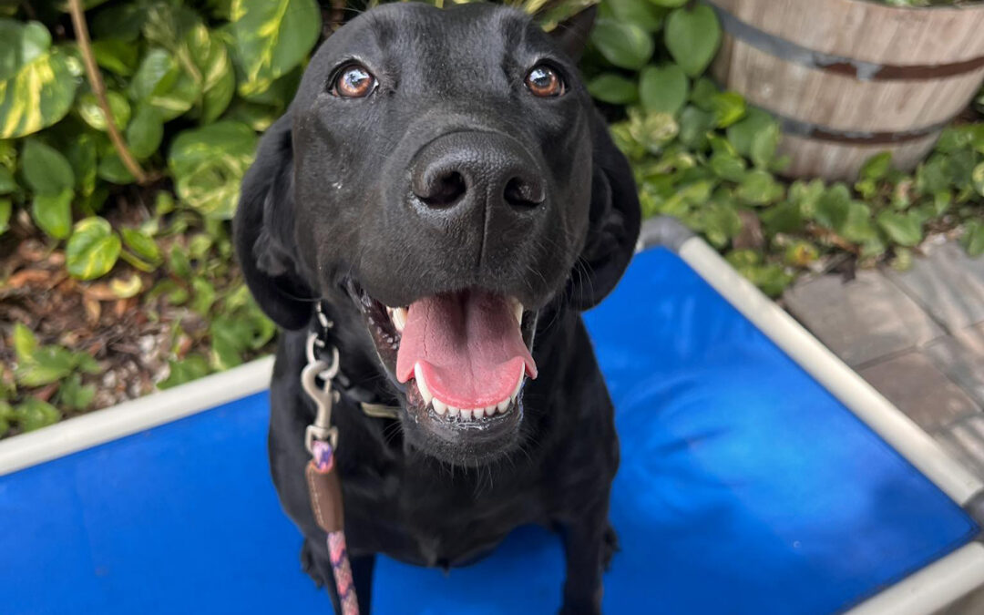 Board-and-Train Helps Dogs Handle Summer Stimulation