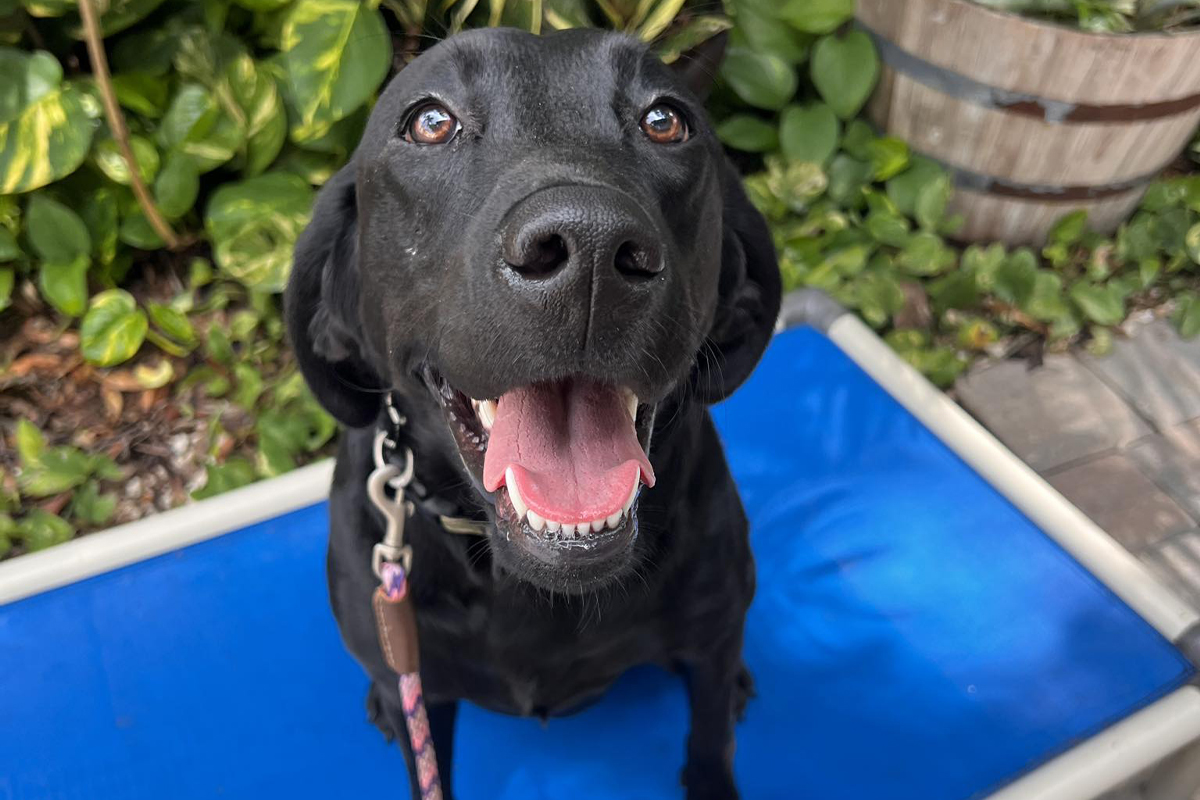 Board-and-Train Helps Dogs Handle Summer Stimulation