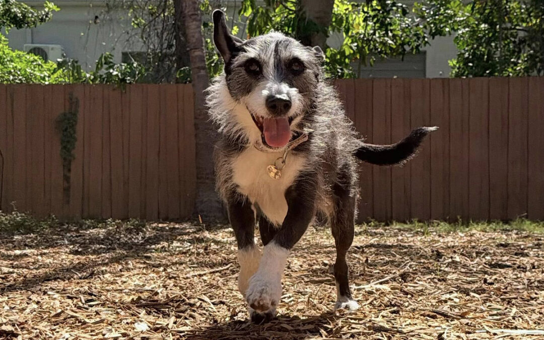 Reset Your Dog’s Behavior