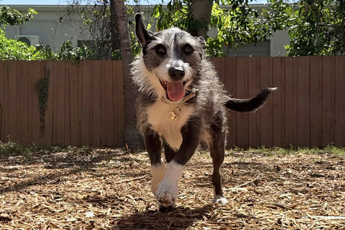Reset Your Dog&rsquo;s Behavior