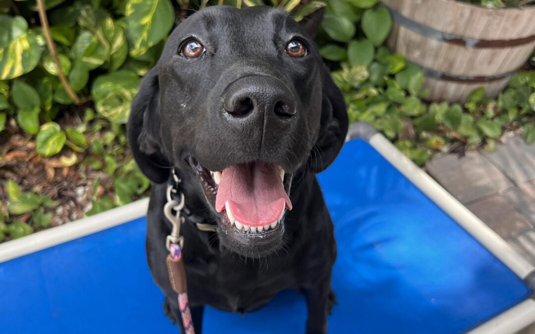 Seasonal Stress Can Push Dogs Over the Edge