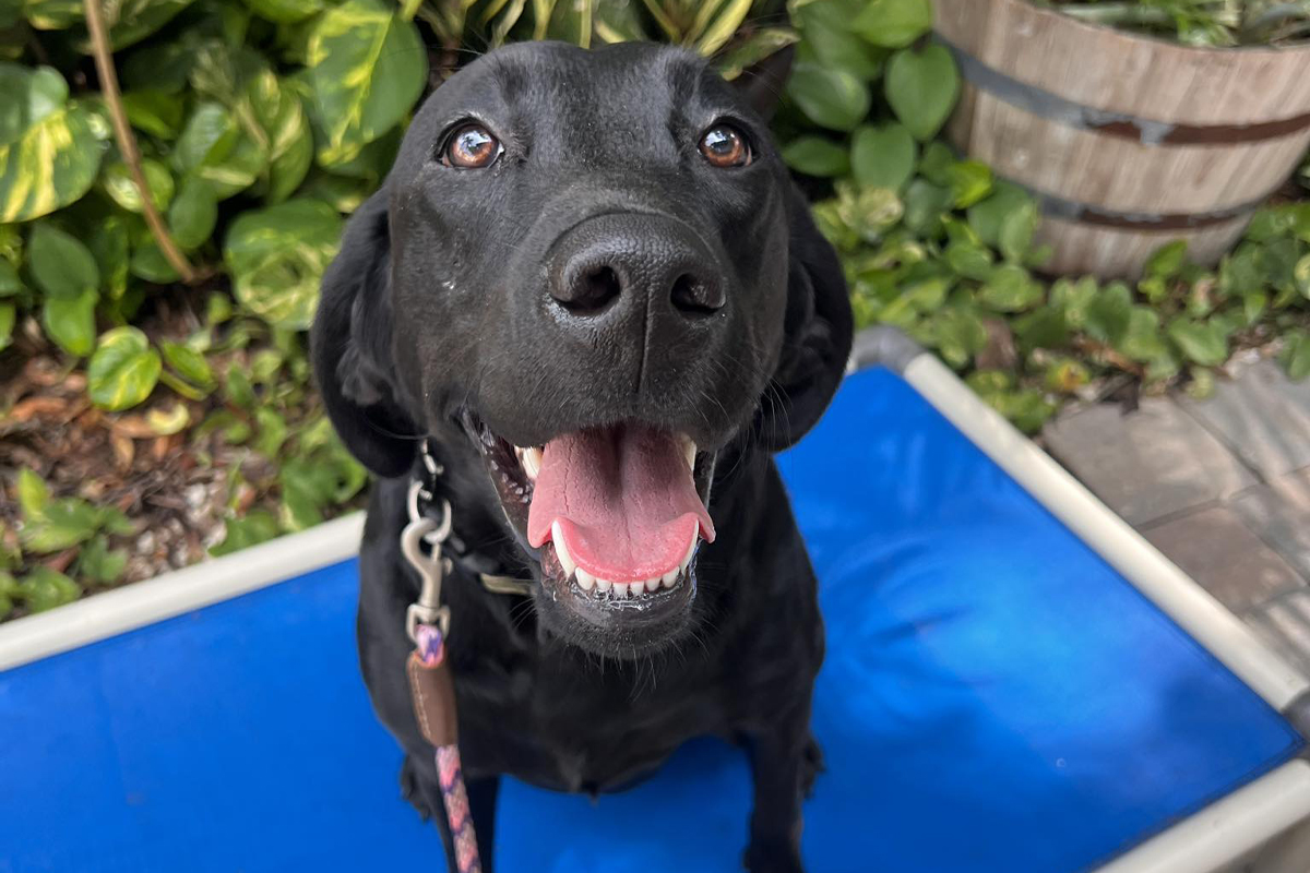 Seasonal Stress Can Push Dogs Over the Edge