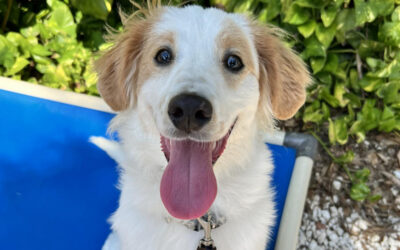 How Structure Helps Dogs Stay More Stable During Weather Disruptions